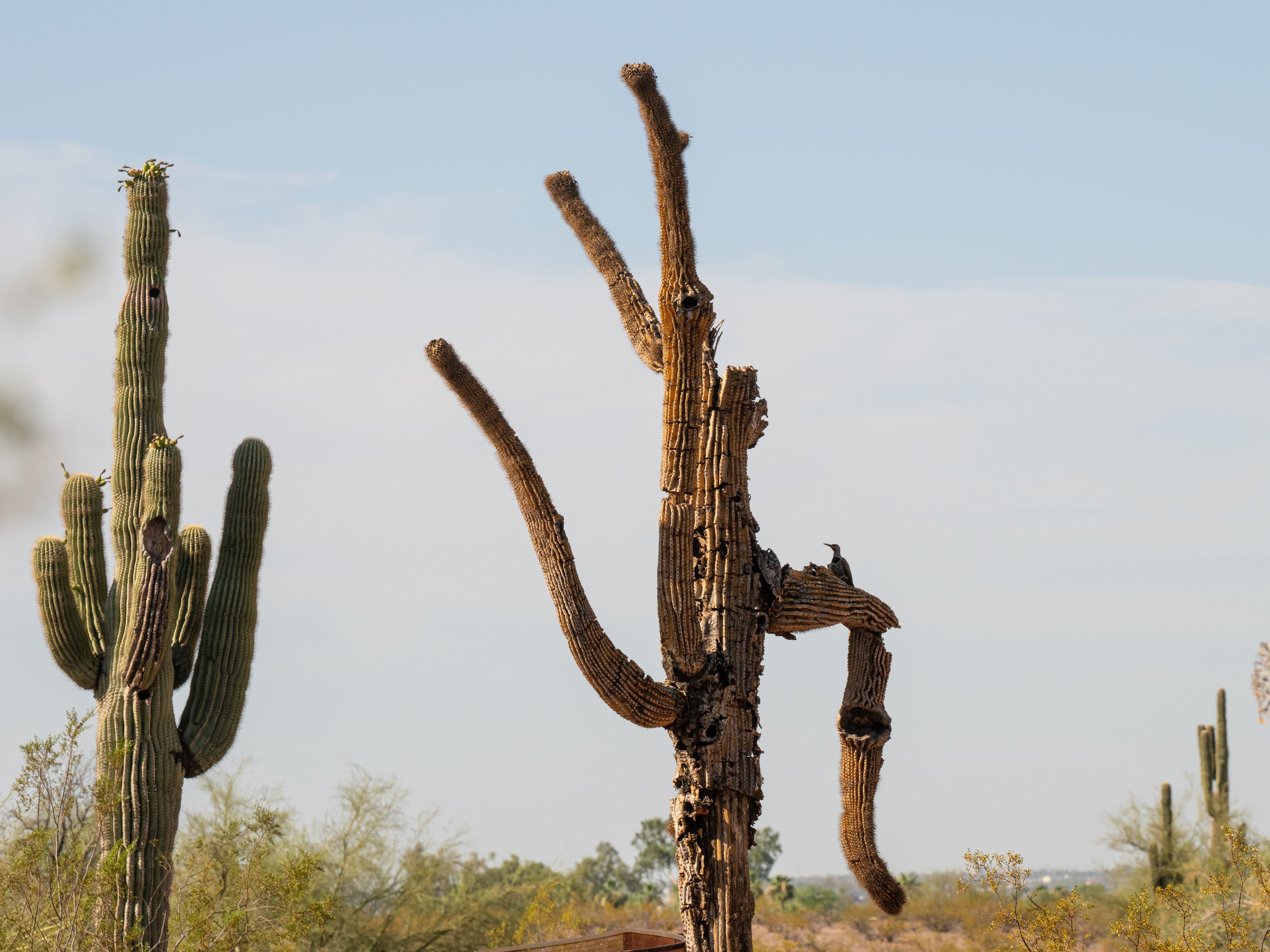 Giant old saguaros can be resilient. It's baby saguaros