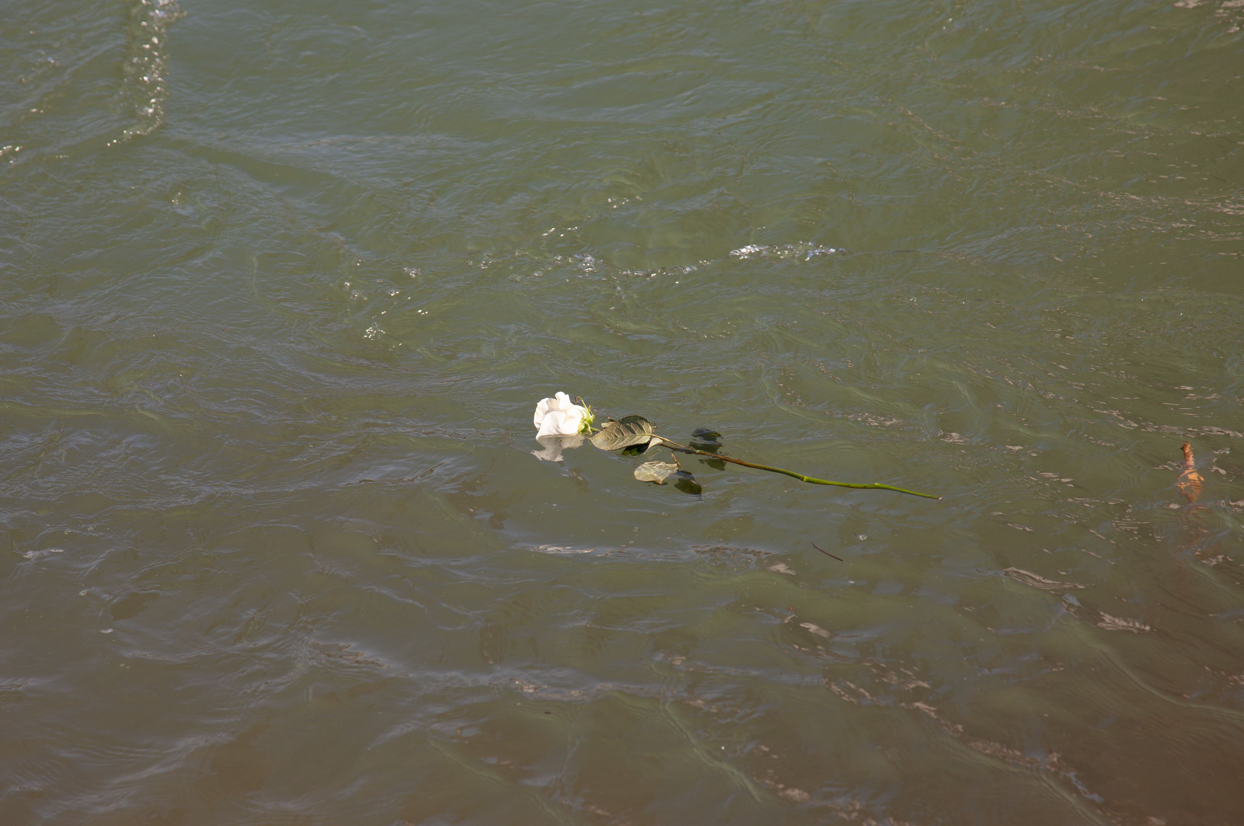 Nihad Suljić and Nenad Jovanović of Bosnia let white roses go in the Drina River to honor the 45 migrants who have drowned there en route to wealthier countries in Europe. 