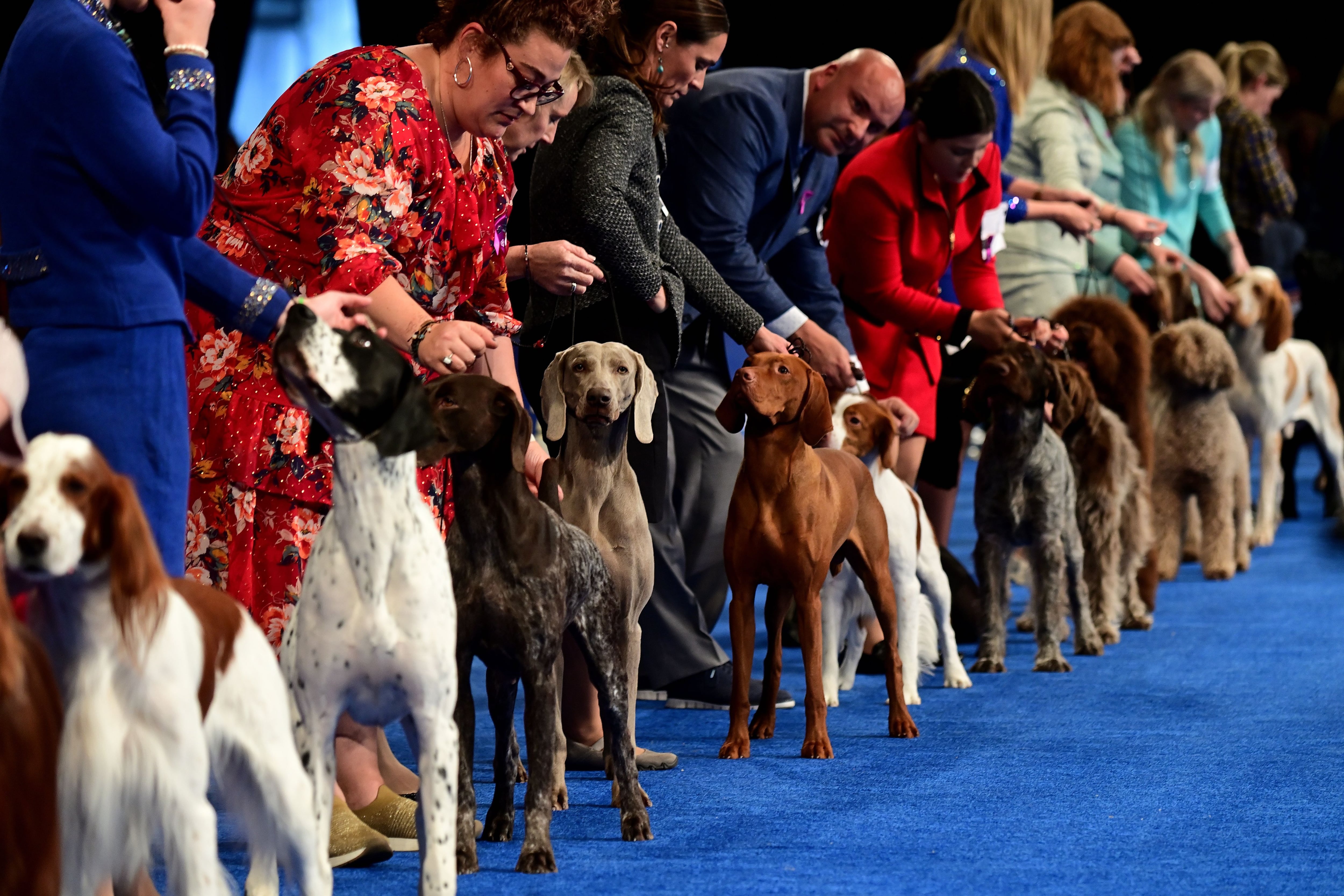 Best show dog Top Sellers Black Friday