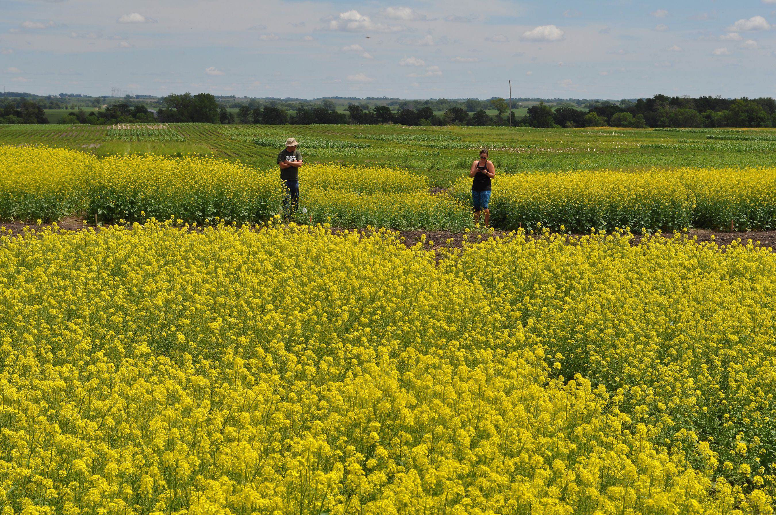 Low on water, some Central Oregon farmers say canola could help