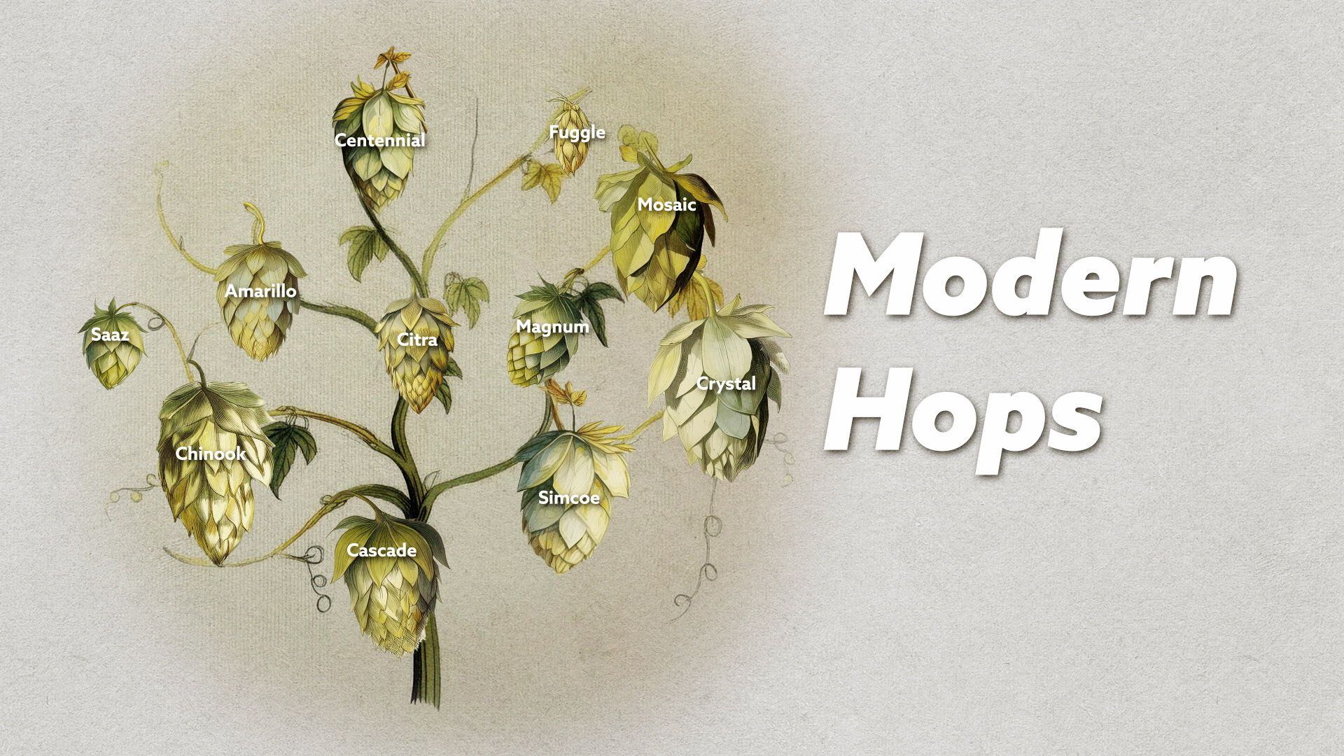 These are some of the most popular hops used in modern IPAs.
