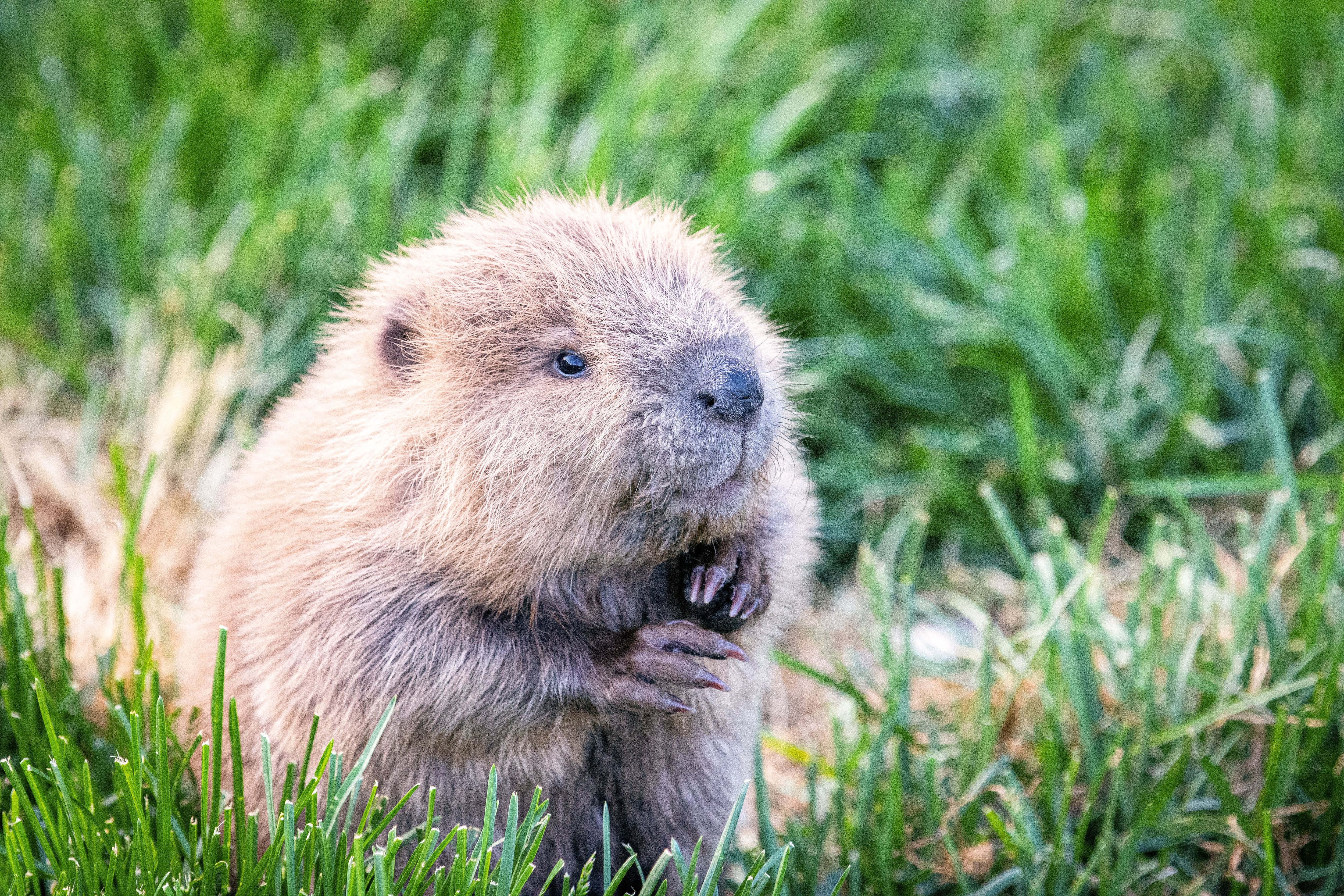 Baby beaver makes unlikely journey to High Desert Museum in Bend - OPB