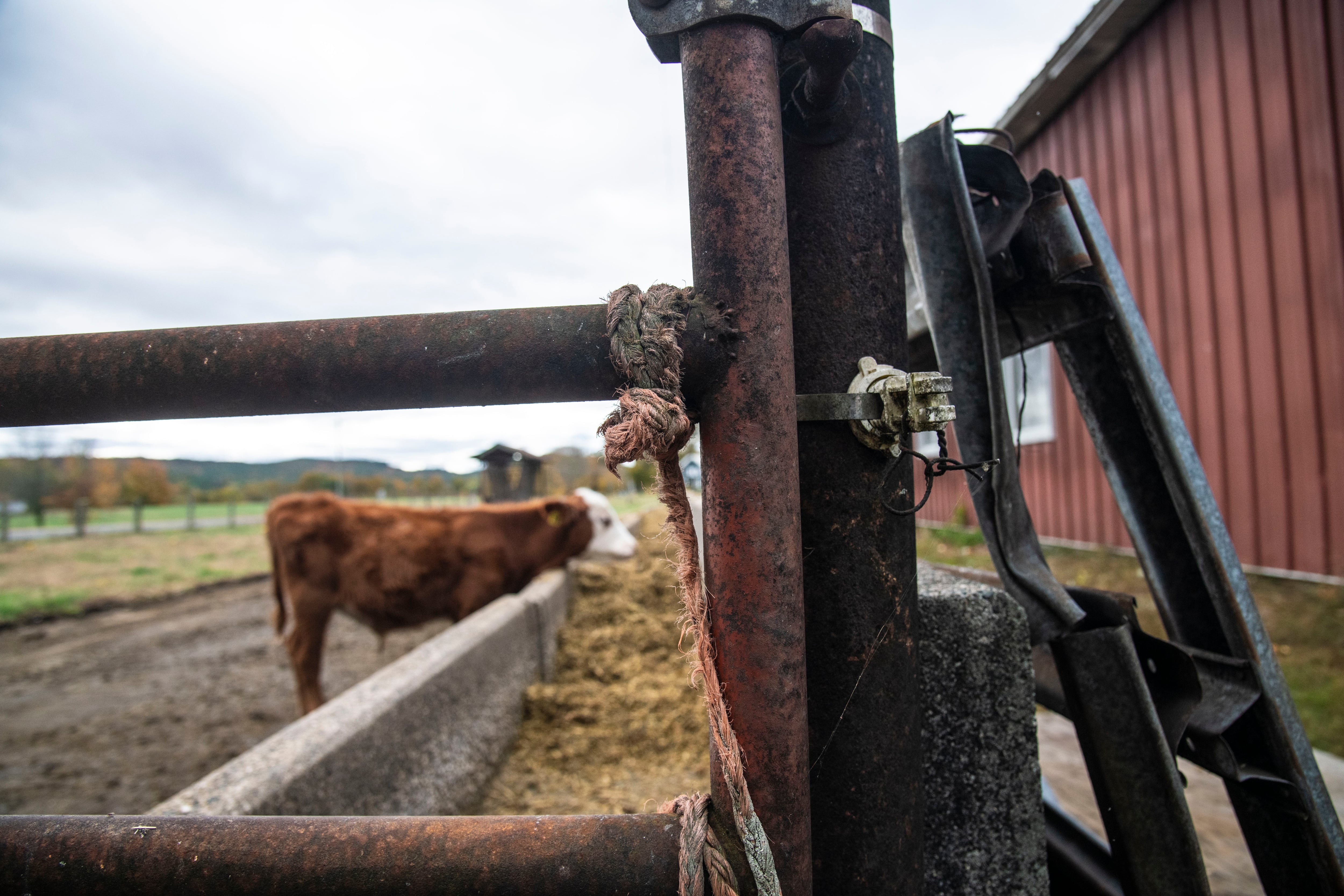 Eight states have a confirmed case of bird flu on dairy cattle herds. U.S. Department of Agriculture officials say wild migratory birds are the likely source of infection on the cattle.