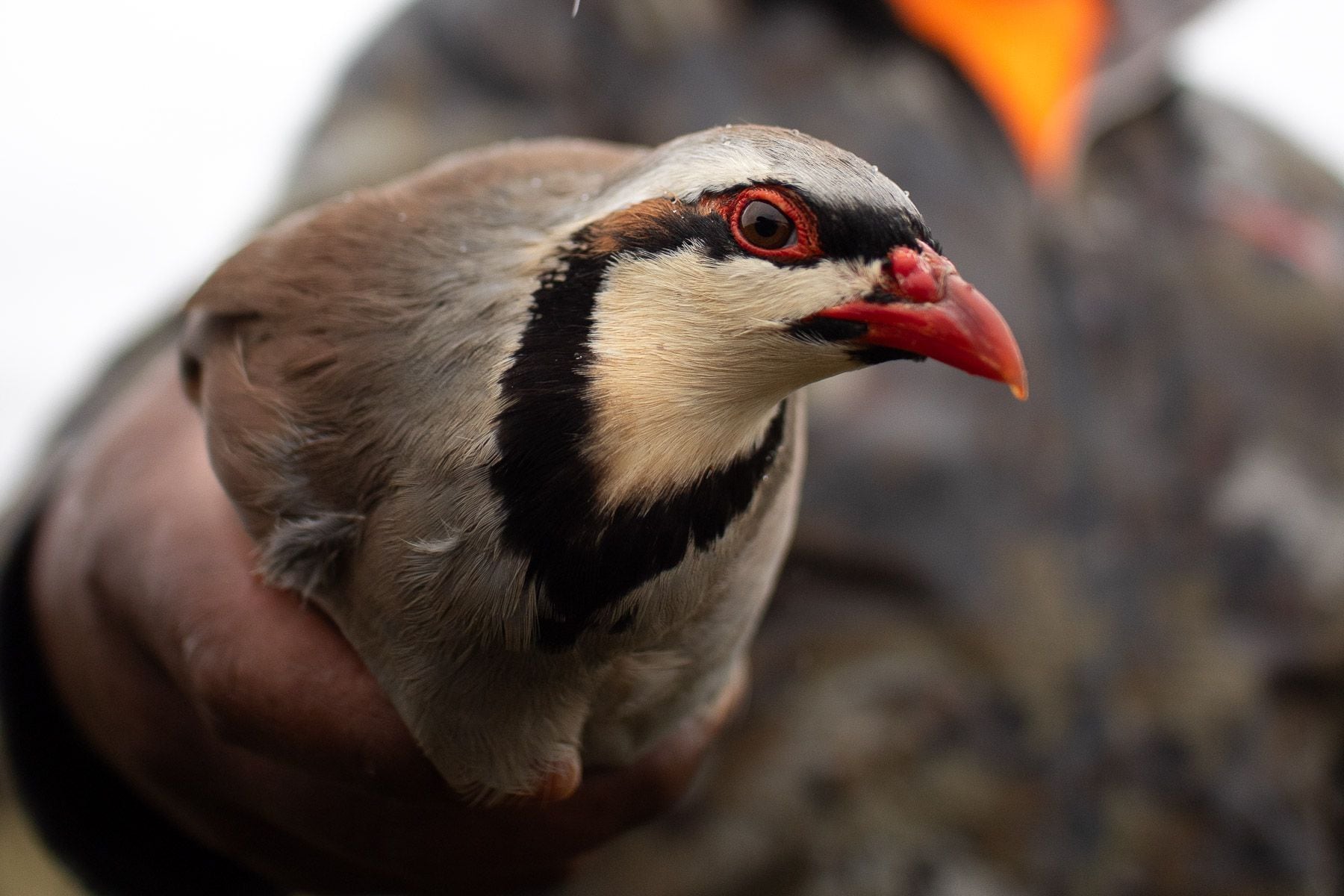 Chukar Partridge Flying