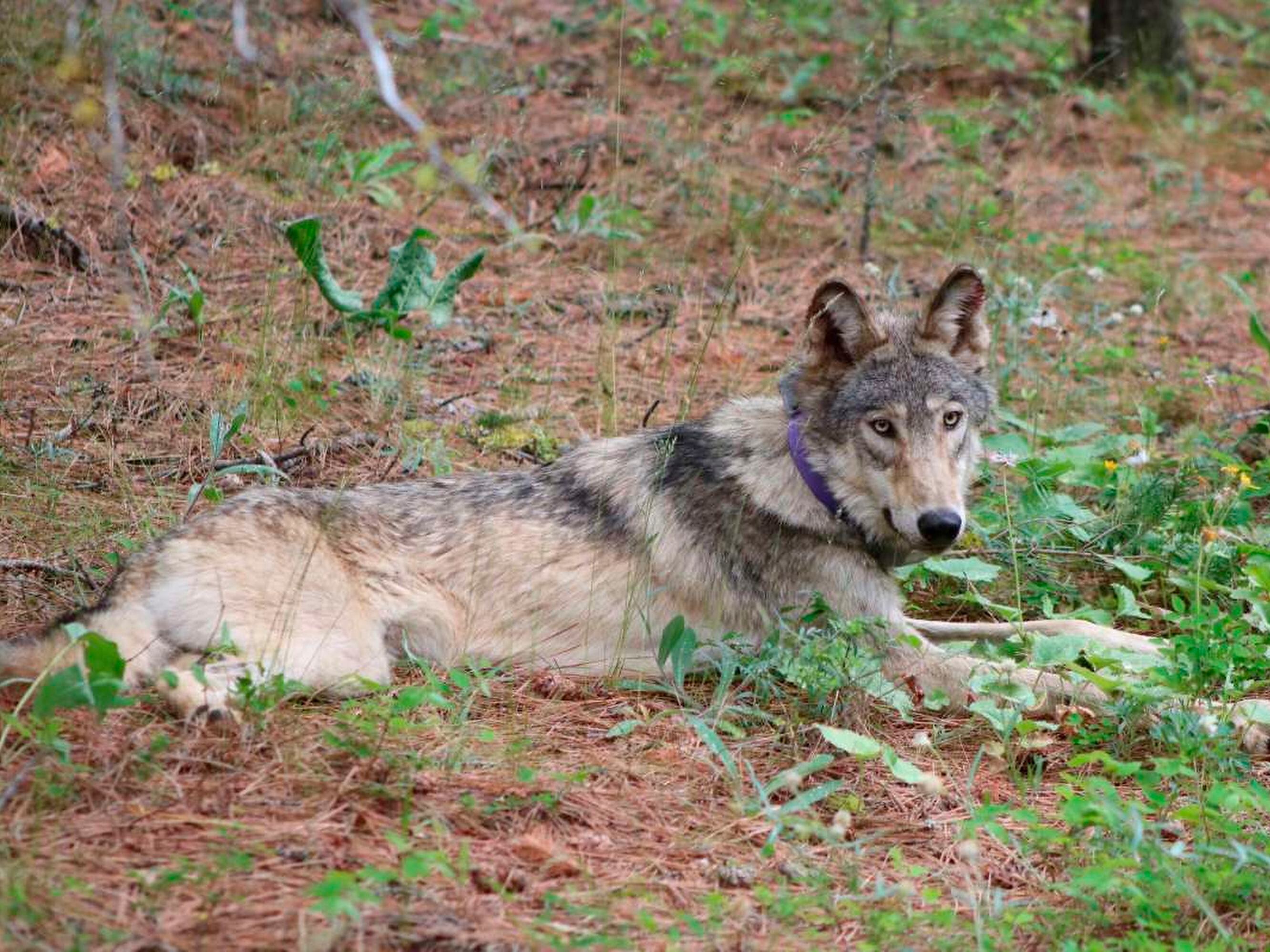 This February 2021 photo released by the California Department of Fish and Wildlife shows a protected gray wolf near Yosemite, Calif.