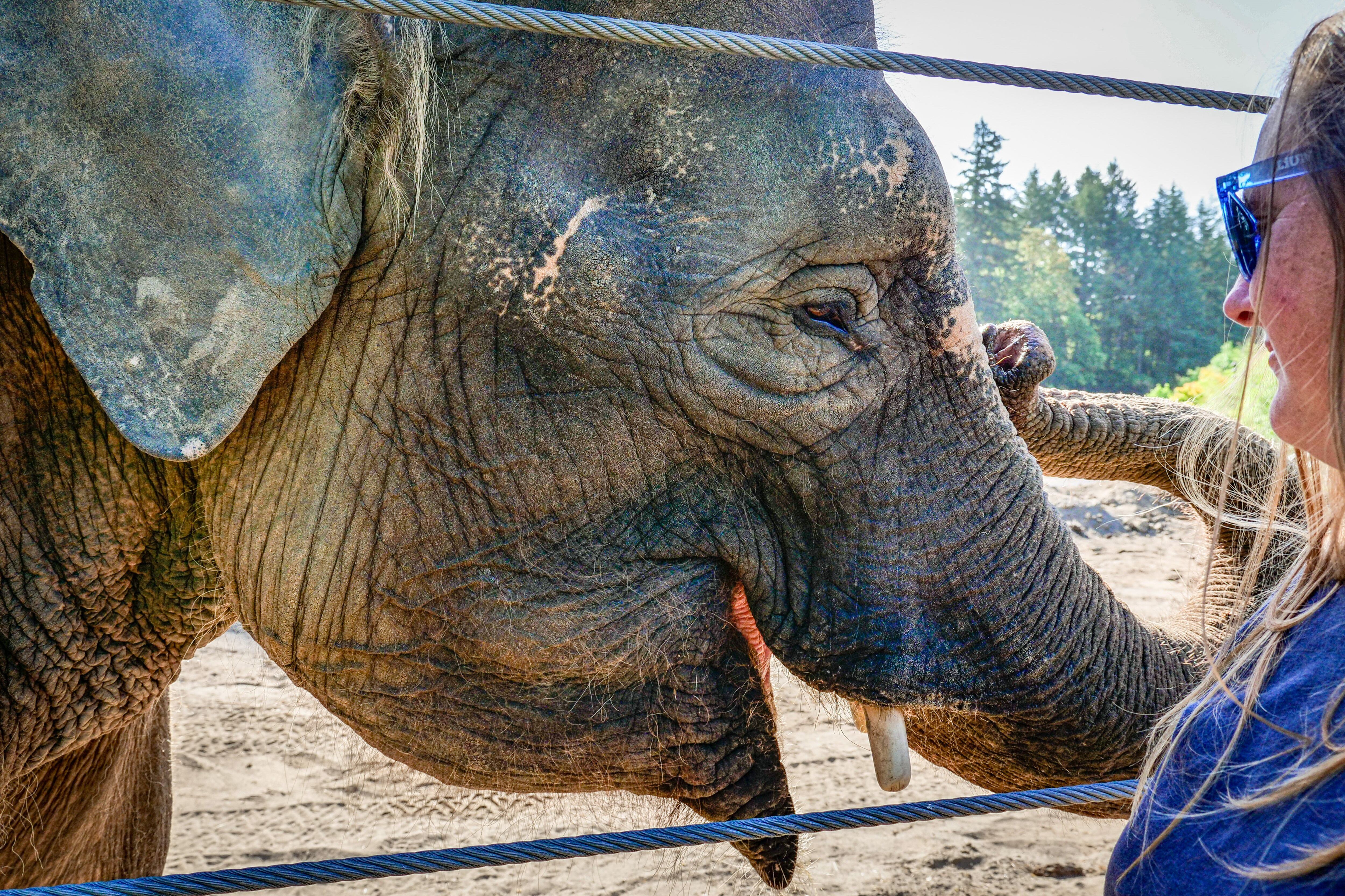 FILE - Chendra, a female Bornean elephant, stands next to elephant keeper Aimee Bischoff during a visual exam performed by Oregon Zoo head veterinarian Dr. Carlos Sanchez on August 18, 2023.