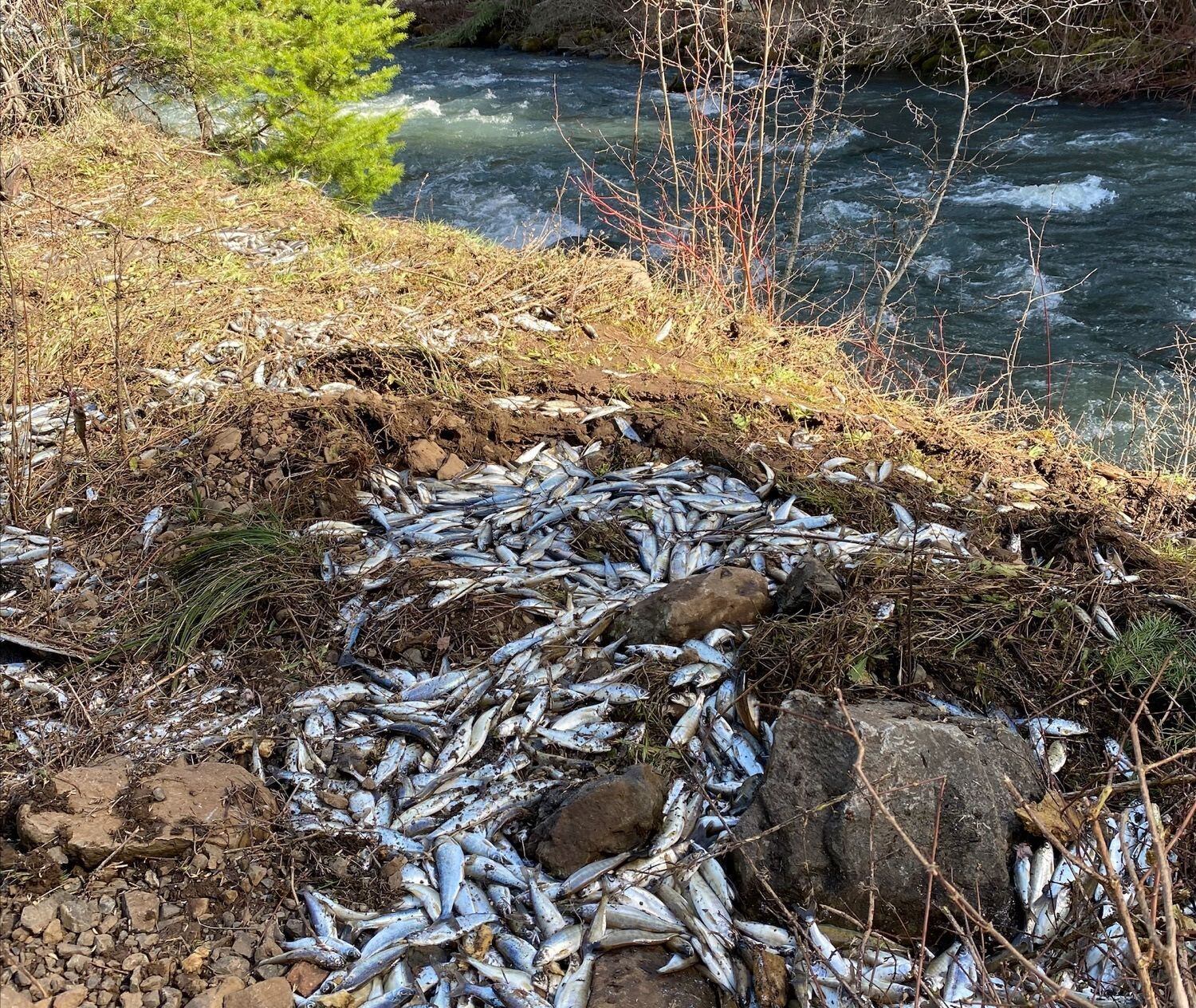 Truck carrying salmon smolts in Oregon crashes — and fish make getaway in  river - OPB