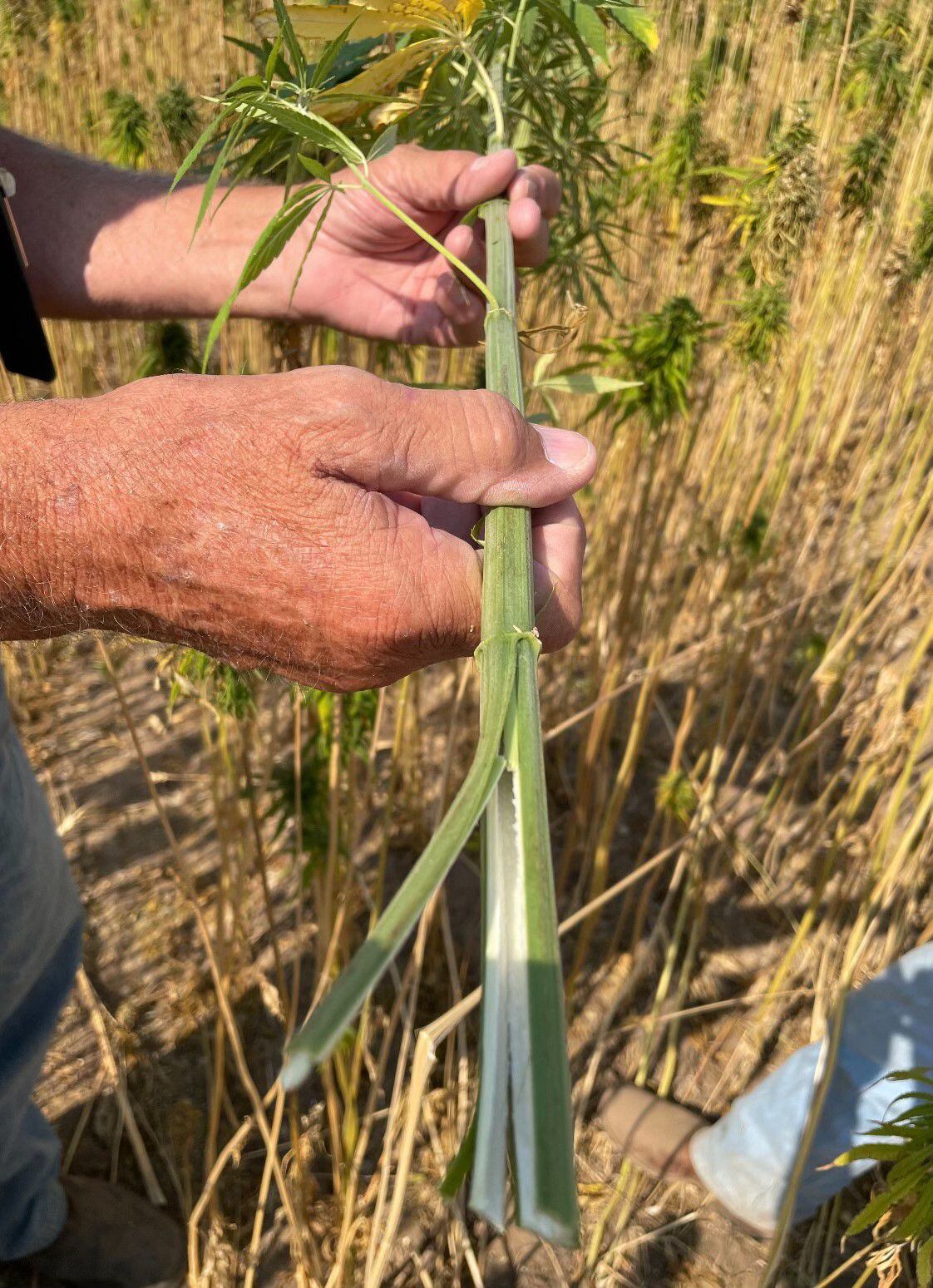 This photo, taken in July 2023, shows a stalk of hemp that was grown at the OSU Columbia Basin Agricultural Research Center near Pendleton. Hemp can be used for a variety of industrial applications, including for material used in home construction and insulation.
