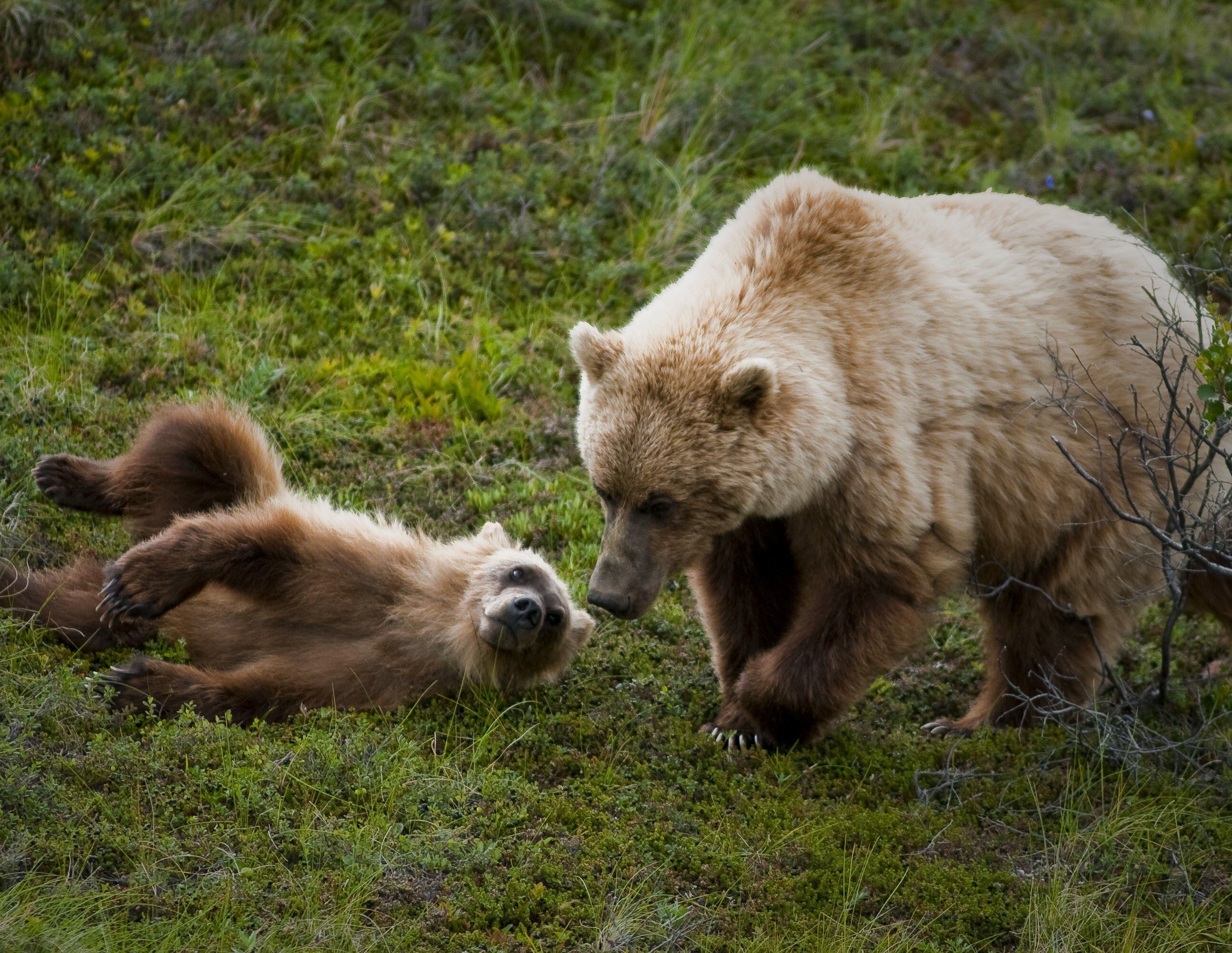 A grizzly bear and cub in an undated photo provided by the National Park Service. NPS and the U.S. Fish and Wildlife Service will help restore grizzly bears to the North Cascades in Washington.