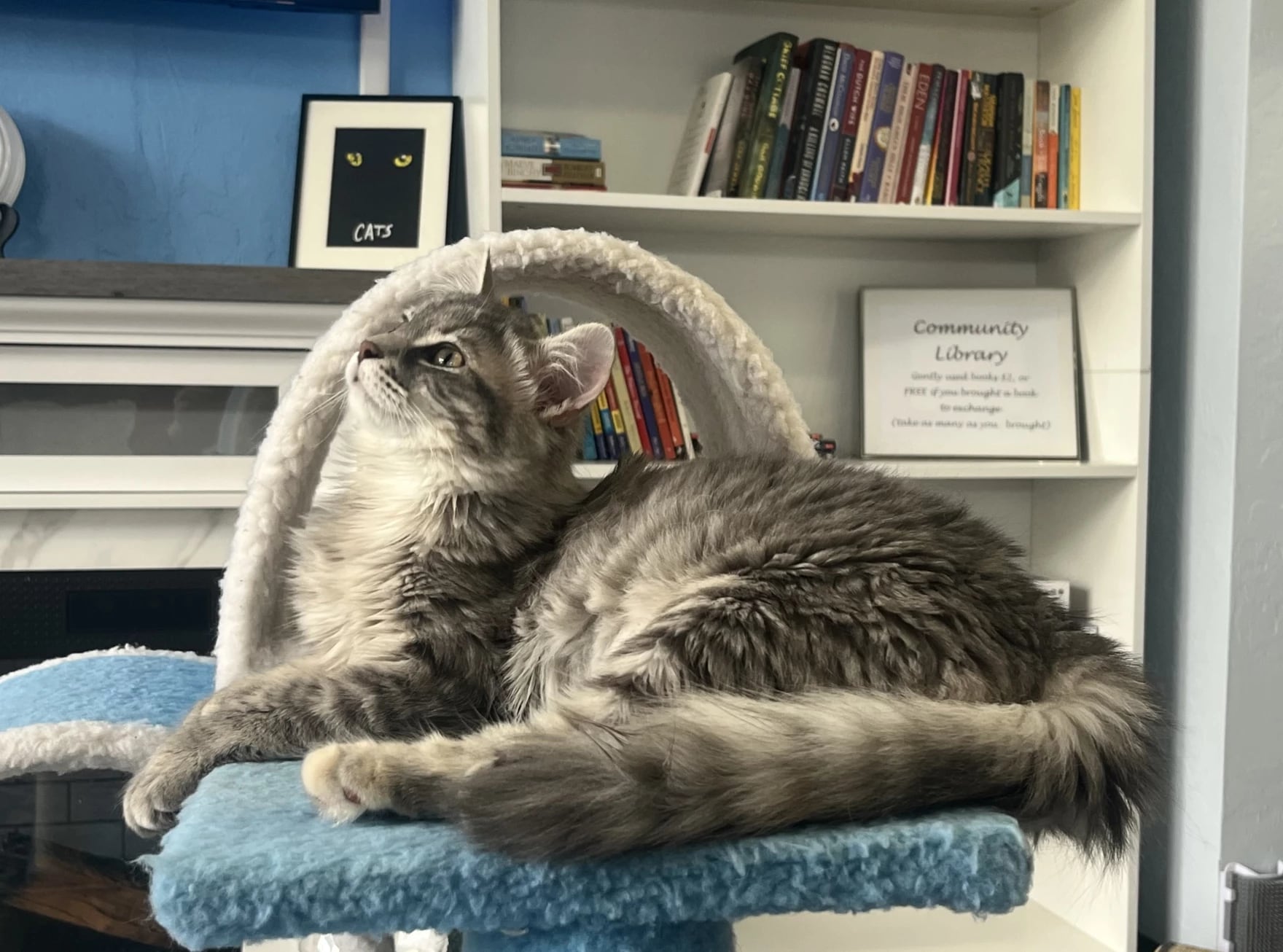 A cat café in Springfield seeks to find homes for foster kitties
