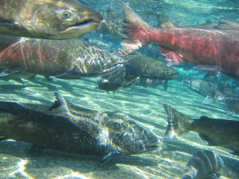 Fishery Managers Close 200 Miles Of West Coast To Salmon Fishing - OPB