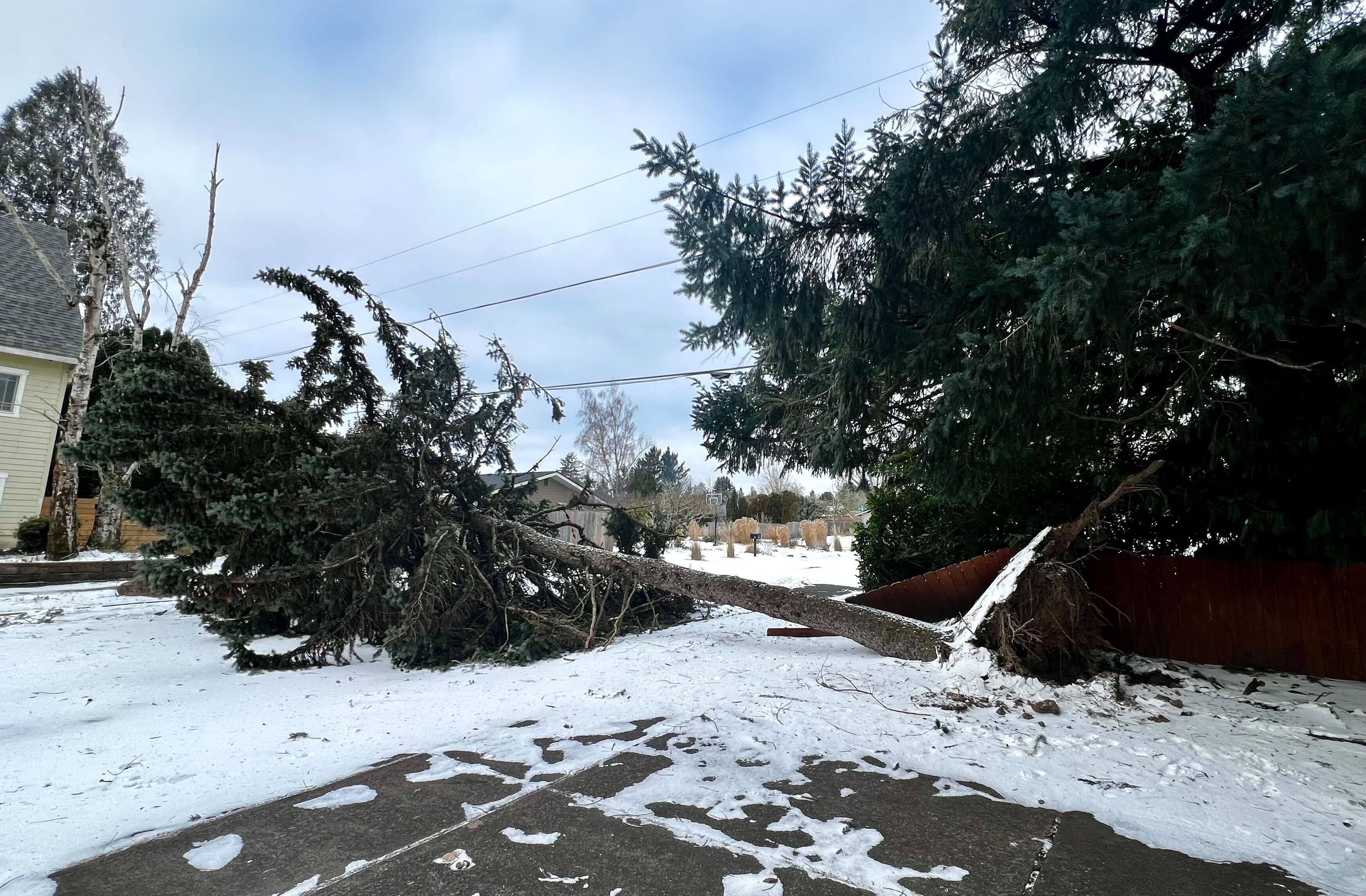 Understanding what happened to trees in last month’s ice storm
