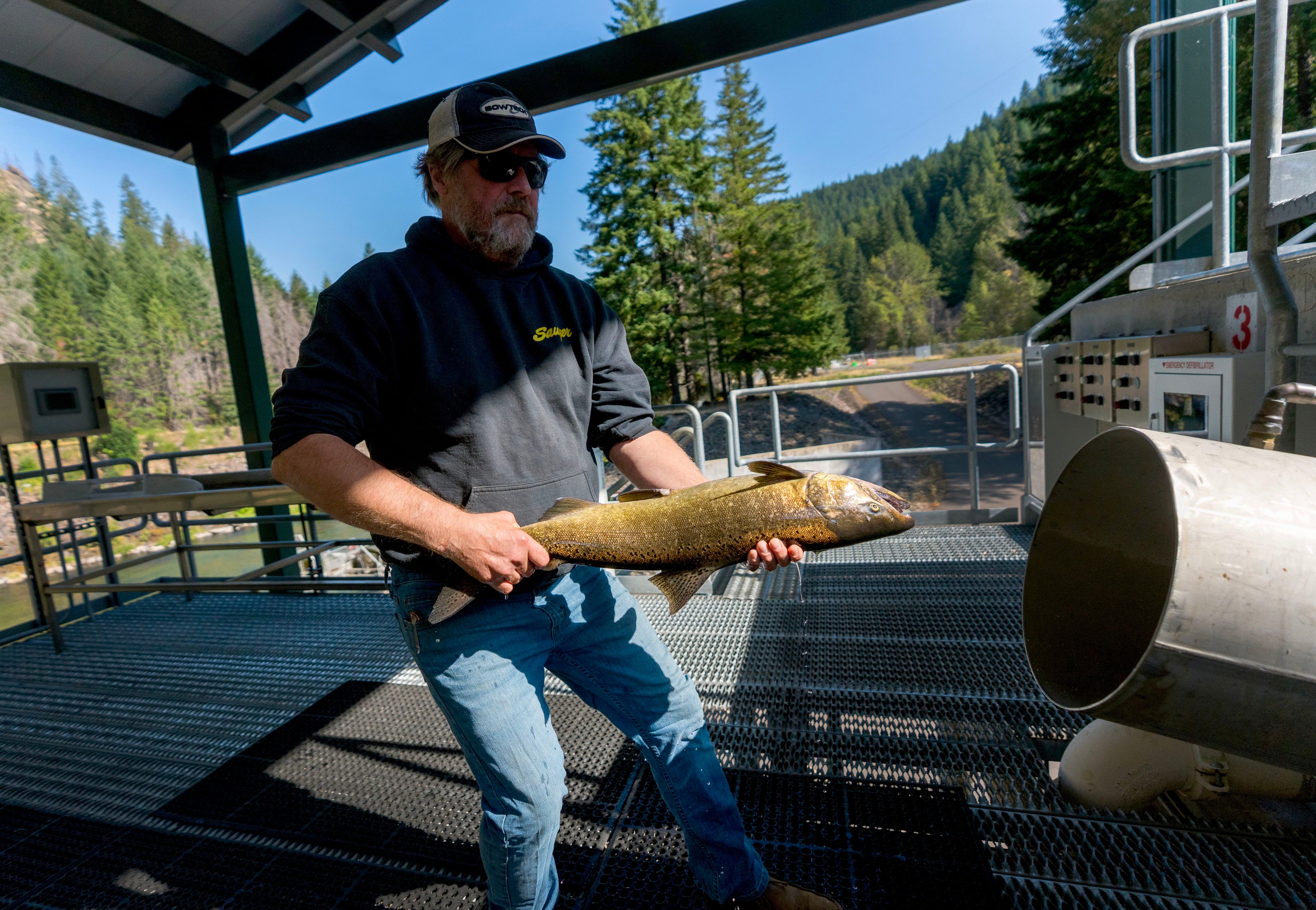 Killing salmon to lose money': A costly, questionable plan on the