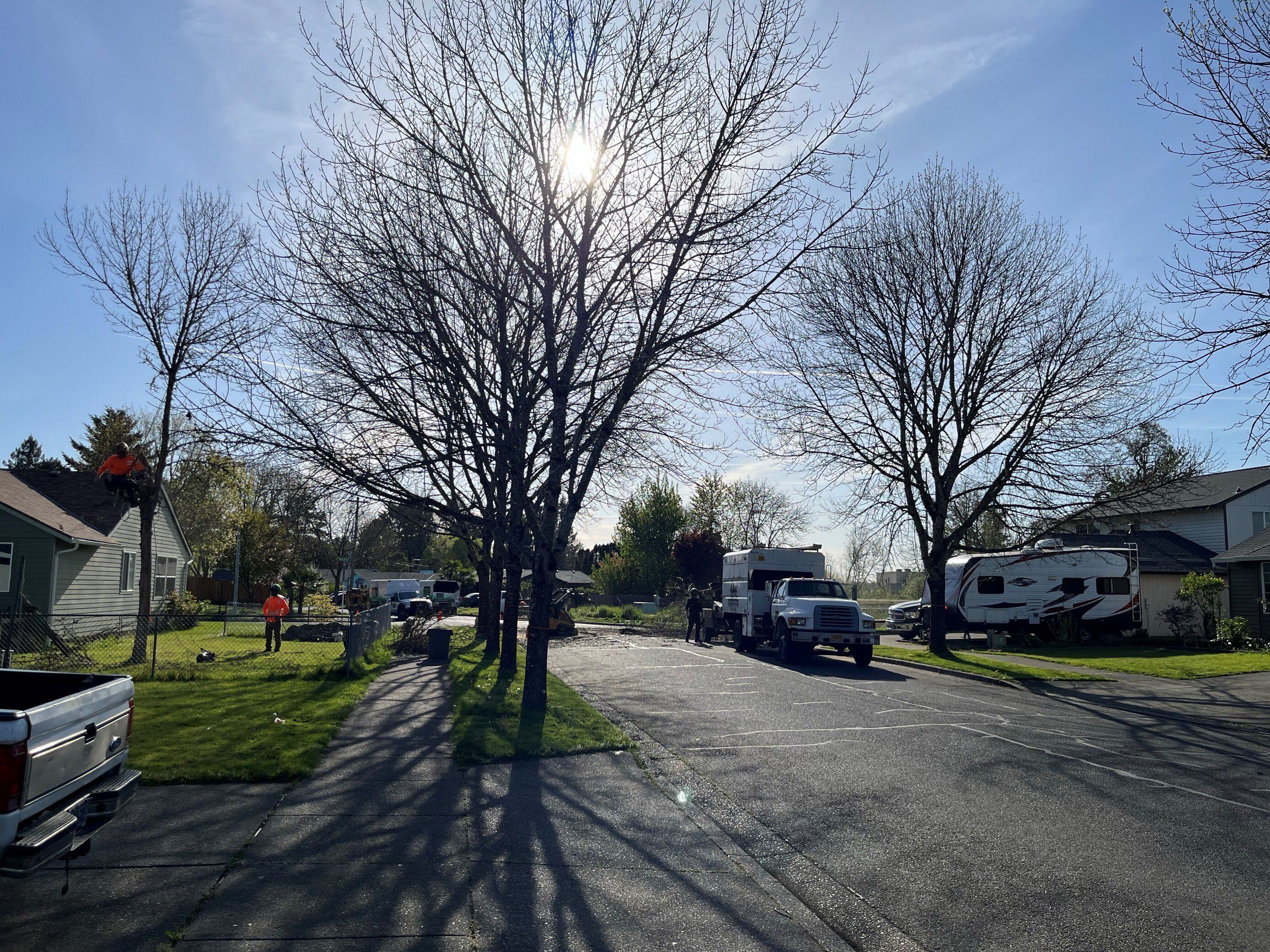 Before removal: Ash trees infested with the emerald ash borer beetle on a residential street in Cornelius in late April 2024.