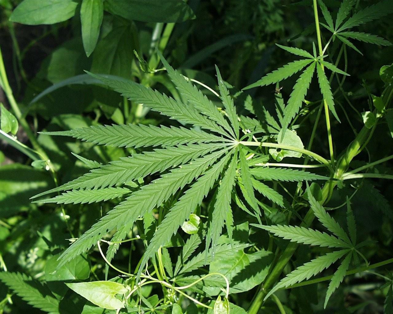 Turning a CBD farming byproduct into feed for cows, chickens and sheep - OPB Turning a CBD farming byproduct into feed for cows, chickens and sheep - OPB