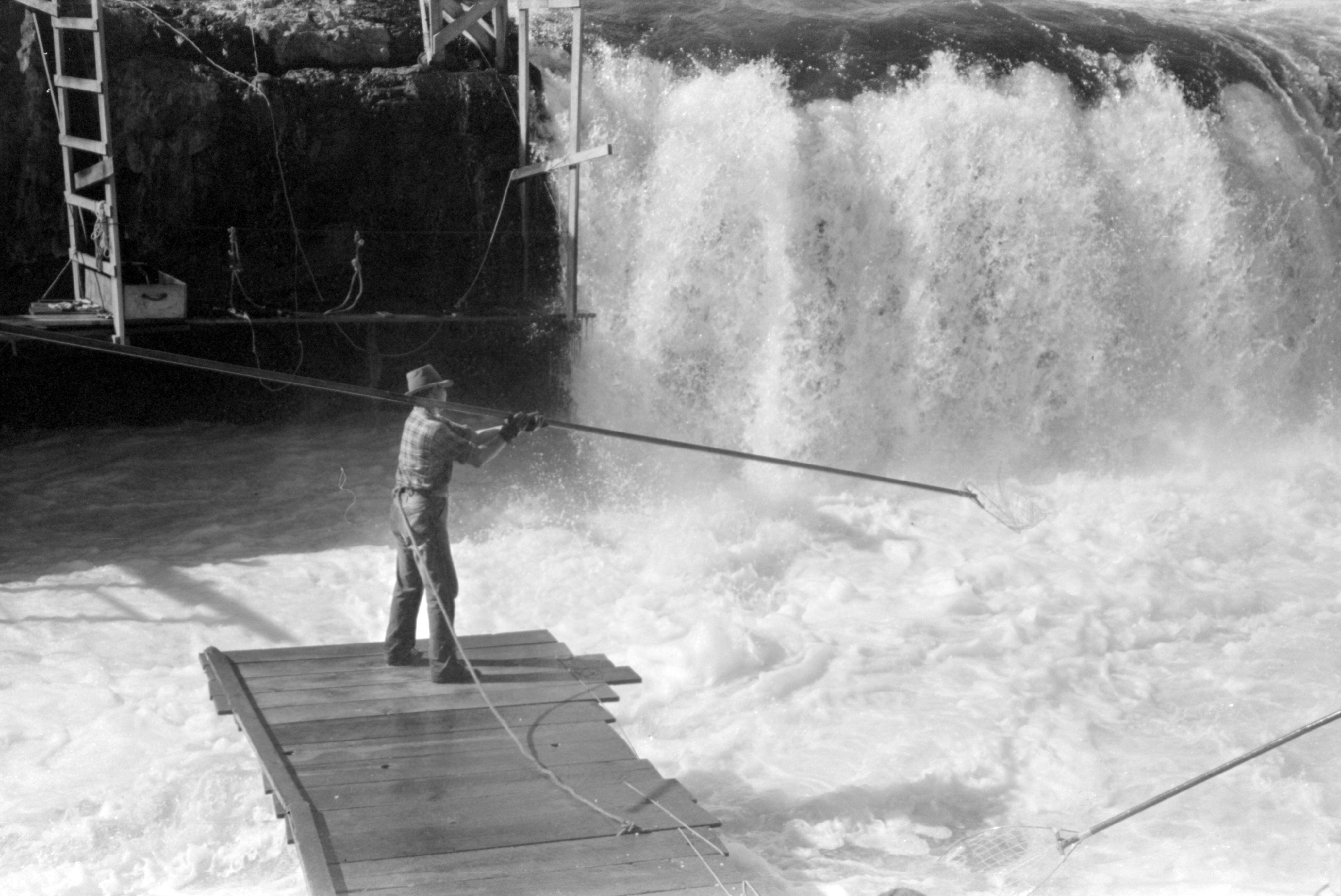Native Americans fishing for salmon from traditional scaffolds at Celilo Falls, Oregon, 1941. The falls and traditional fishing grounds were flooded in 1957 by the opening of the floodgates of the newly completed Dalles Dam.

  Reference Link:
   https://www.loc.gov/pictures/item/2017744243/
