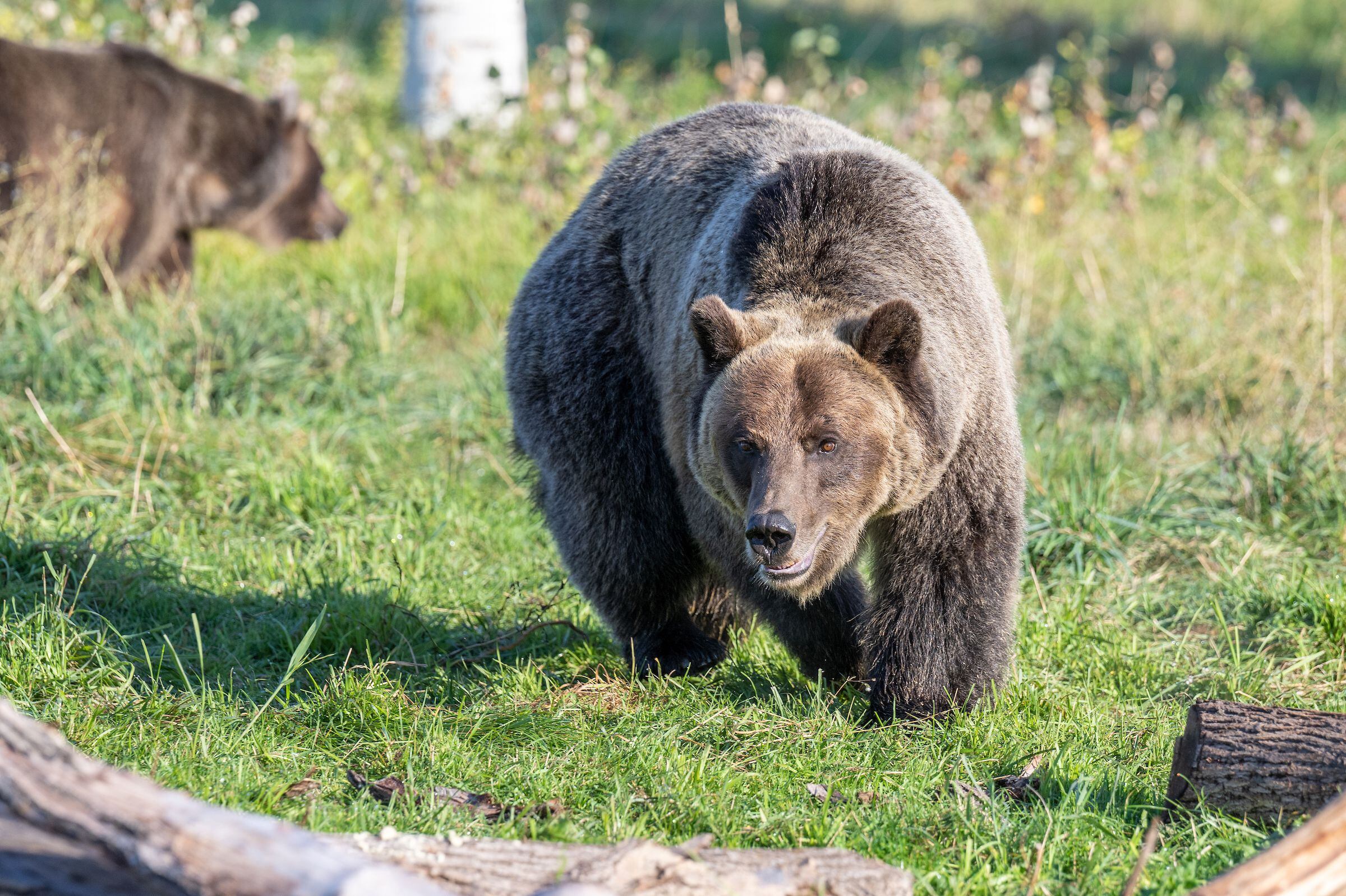 Bear Behaviour - Understanding black and grizzly bears 