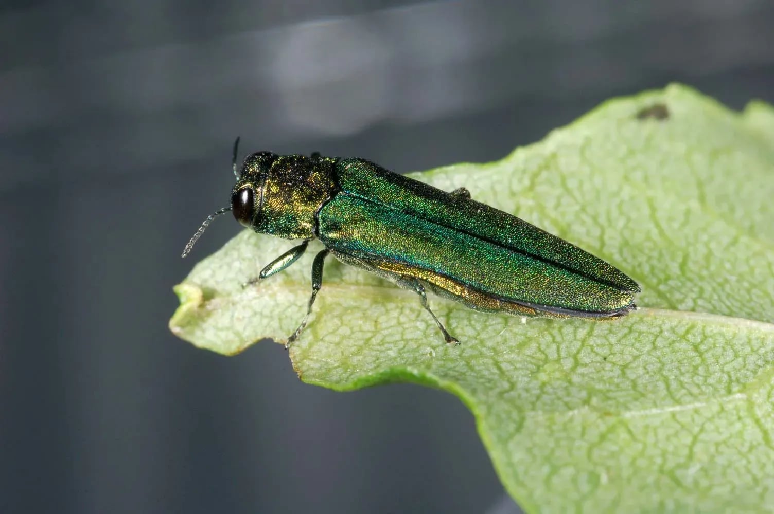 This undated photo shows the side view of an adult emerald ash borer. The invasive beetle is native to Asia and has killed more than 100 million ash trees in the U.S. since its arrival in 2002. It was first detected in Oregon in Forest Grove in June 2022.