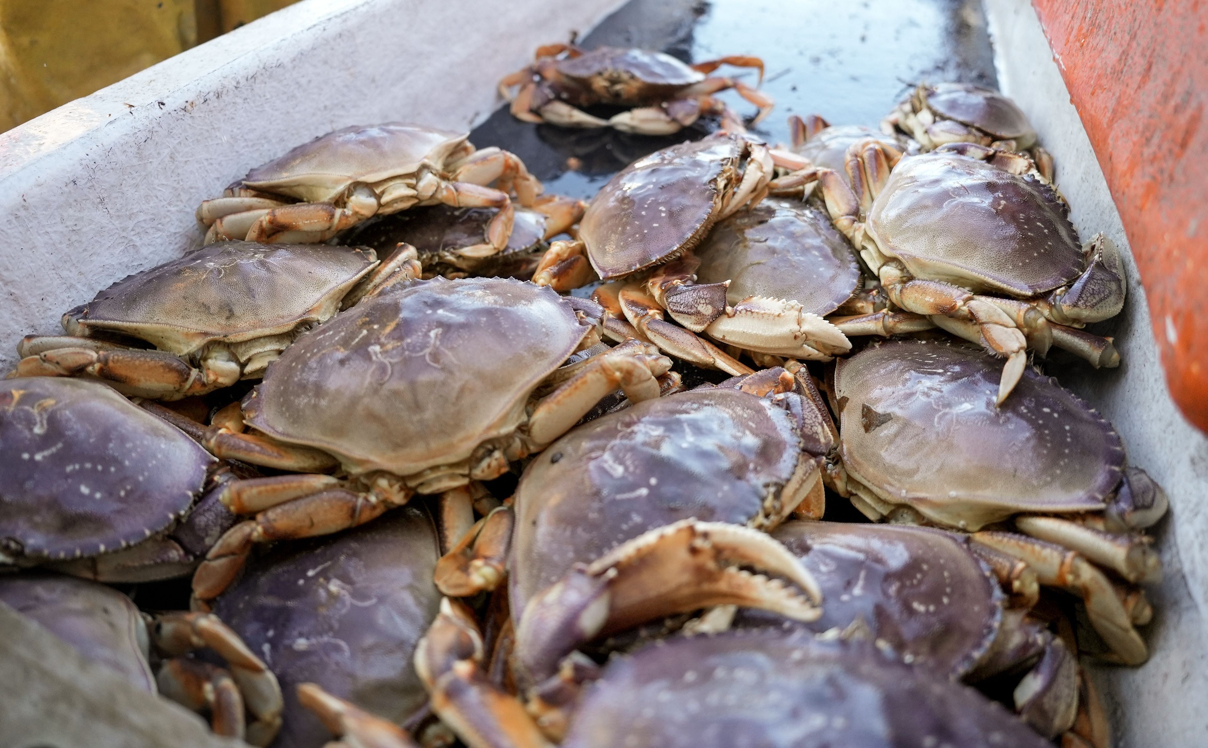 Oregon Dungeness crab season delayed until at least mid-December - OPB